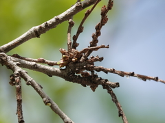 Podosphaera phytoptophila