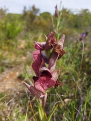 Serapias cordigera