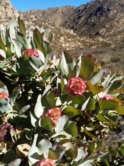 Leucadendron pubibracteolatum