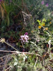 Bituminaria bituminosa