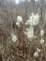 Anemone cylindrica