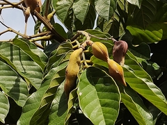 Ormosia arborea