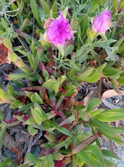 Carpobrotus