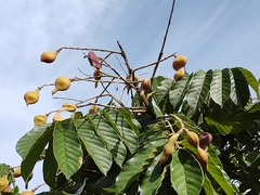 Ormosia arborea