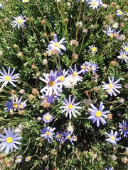 Felicia aethiopica