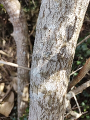 Ormosia arborea
