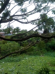 Tracheophyta