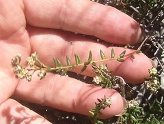 Phylica ericoides ericoides