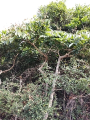 Ormosia arborea