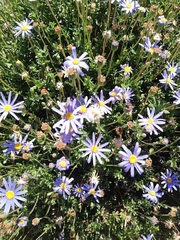 Felicia aethiopica