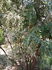 Dermatophyllum