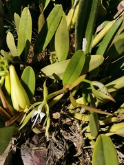 Epidendrum ciliare