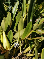 Epidendrum ciliare