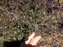 Phylica ericoides ericoides