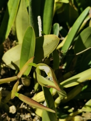 Epidendrum ciliare