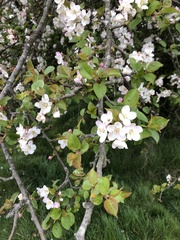 Malus sylvestris