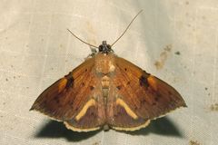 Rectipalpula billeti