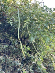 Podranea
