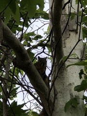 Sciurus niger