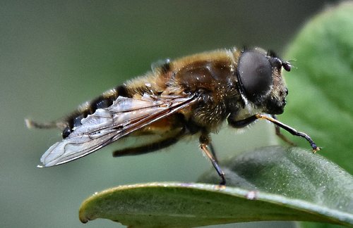 Eristalis similis