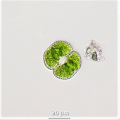 Cosmarium punctulatum