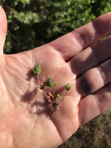 iNaturalist observation photo of thyme-leaved pogogyne