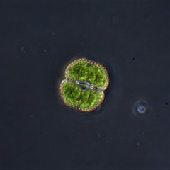 Cosmarium punctulatum