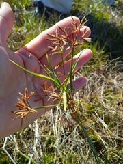 Cyperus sphaerospermus
