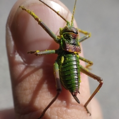 Neocallicrania miegii