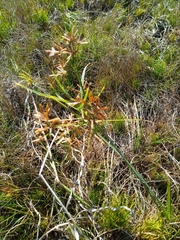 Cyperus sphaerospermus