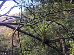 Tillandsia achyrostachys