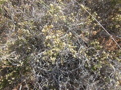 Phylica ericoides ericoides