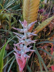 Aechmea tuitensis