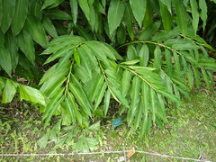 Alpinia flabellata
