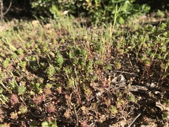 Pogogyne serpylloides