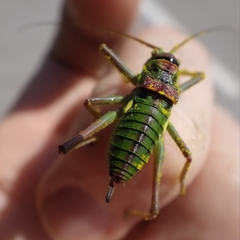 Neocallicrania miegii