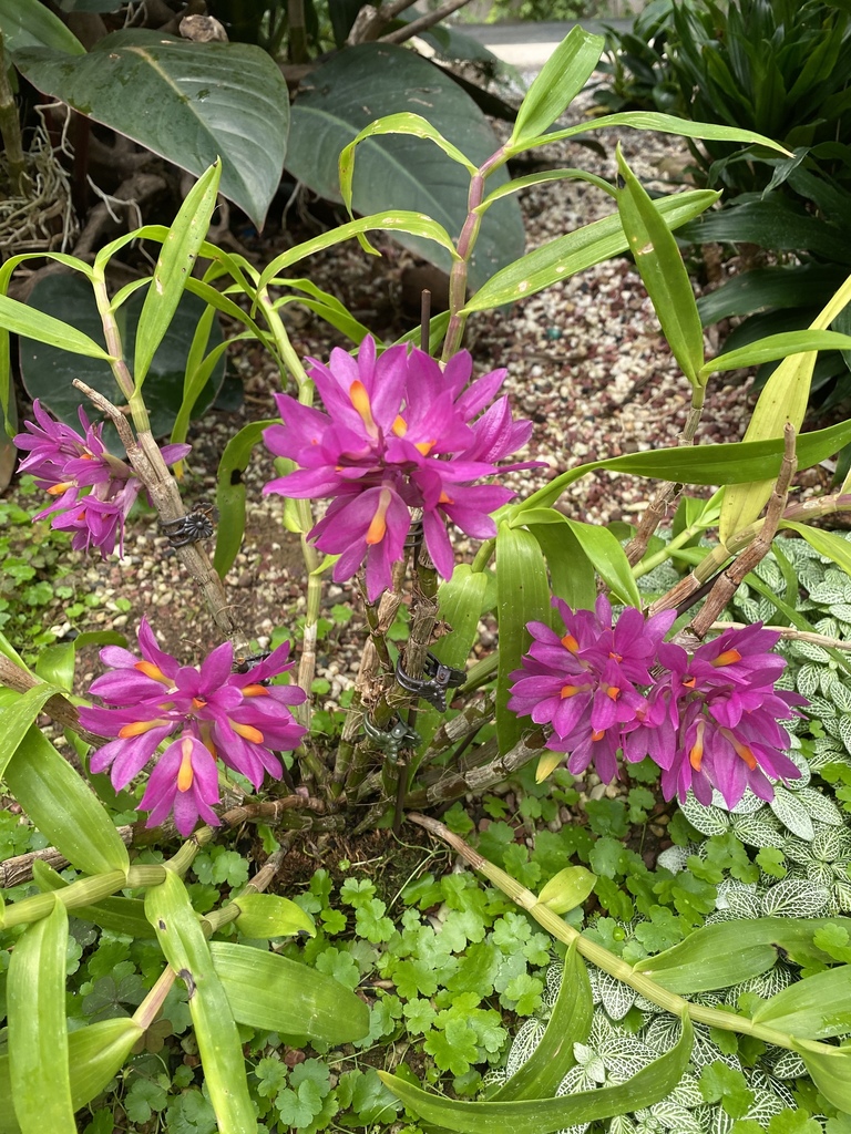 Dendrobium pseudoglomeratum T.M.Reeve & J.J.Wood