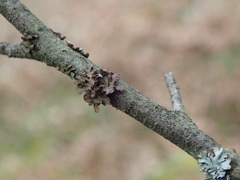Tuckermanopsis sepincola