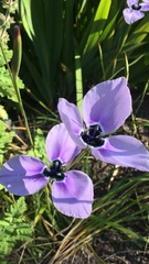 Moraea gigandra