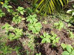 Monocostus uniflorus