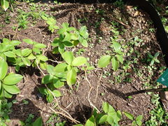 Monocostus uniflorus