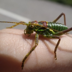 Neocallicrania miegii