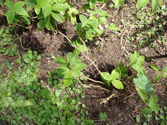 Monocostus uniflorus