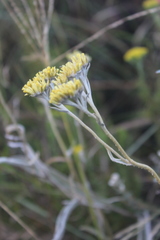 Helichrysum pannosum