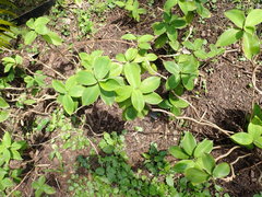 Monocostus uniflorus