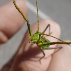 Neocallicrania miegii