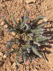 Echium trygorrhizum