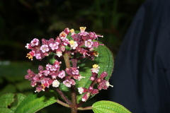 Miconia asperrima