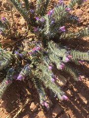 Echium trygorrhizum