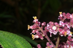 Miconia asperrima